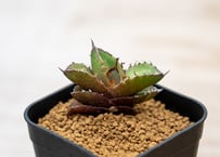 アガベ チタノタ ドワーフ agave titanota dwarf No.2 | mana アガベ チタノタ ドワーフ agave titanota dwarf No.2 | mana