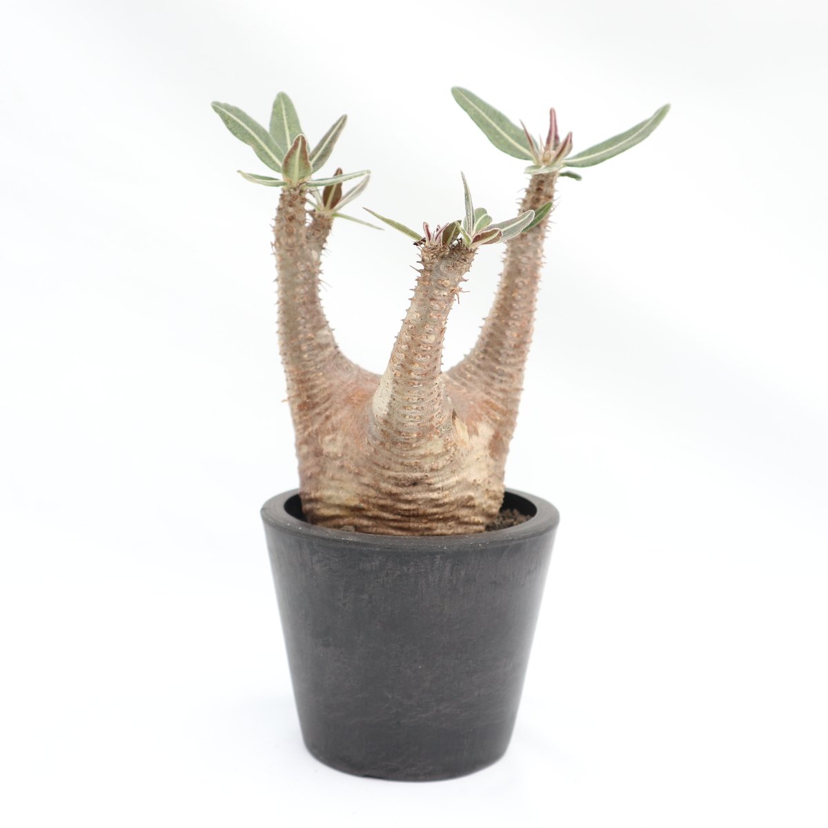 パキポディウム カクチペス | mana's farm:塊根植物・アガベ