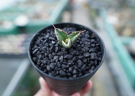 アガベ　チタノタ　FO-76　Agave titanota  FO-76　No.2