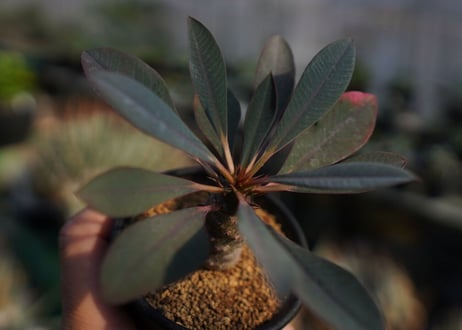 ユーフォルビア　パキポディオイデス　Euphorbia pachypodioides　NO.1