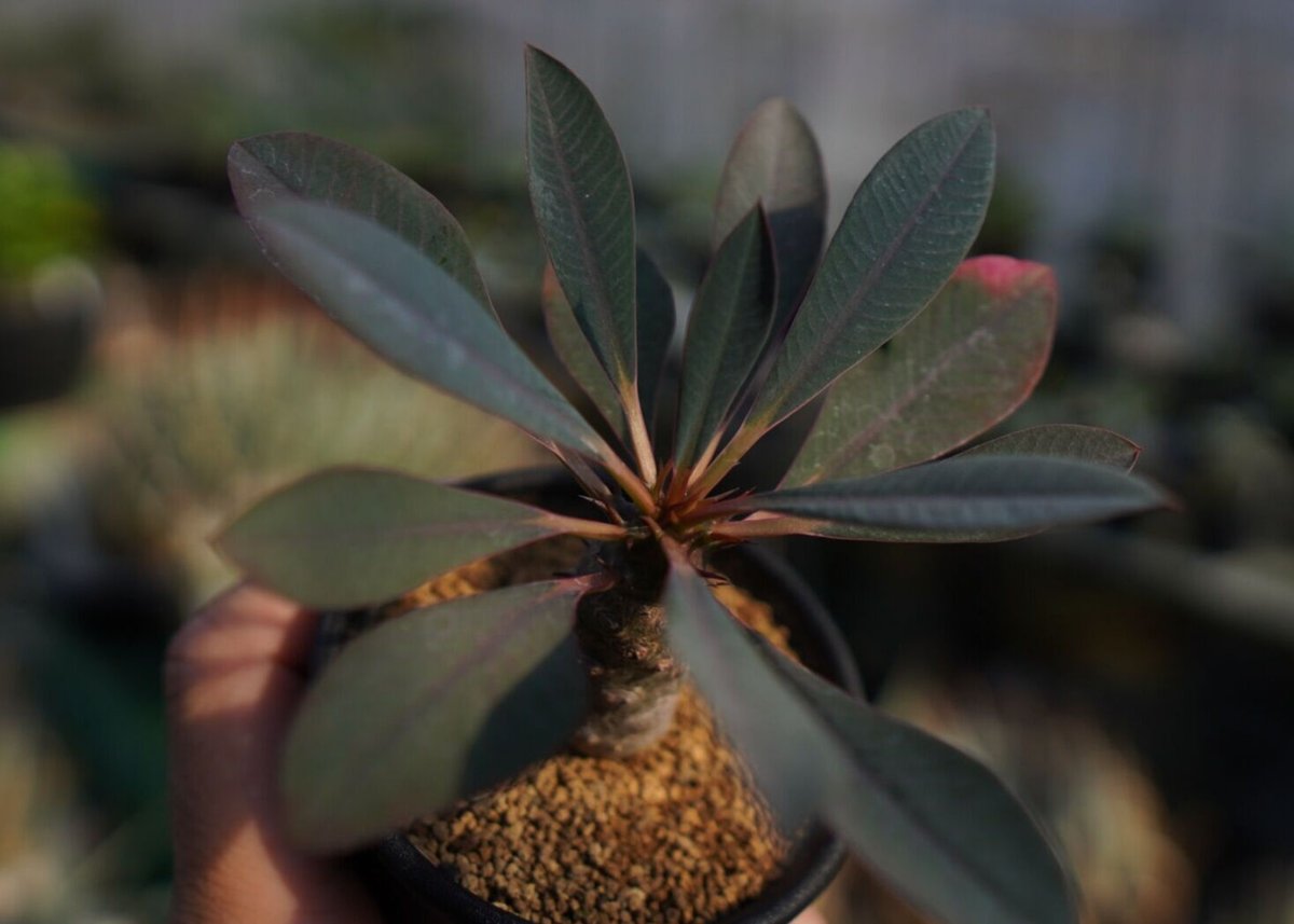 ユーフォルビア パキポディオイデス Euphorbia pachypodioides NO.1