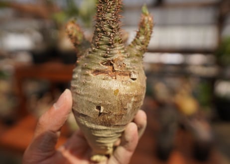 パキポディウム　グラキリス　Pachypodium gracilius　抜き苗　№36