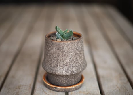 荒波　Faucaria Tuberculosa "ARANAMI"