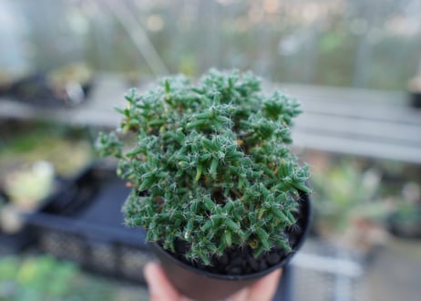 トリコディアデマ ステラツム　Trichodiadema stellatum  No.1