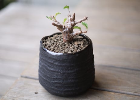 センナ　メリディオナリス　Senna meridionalis