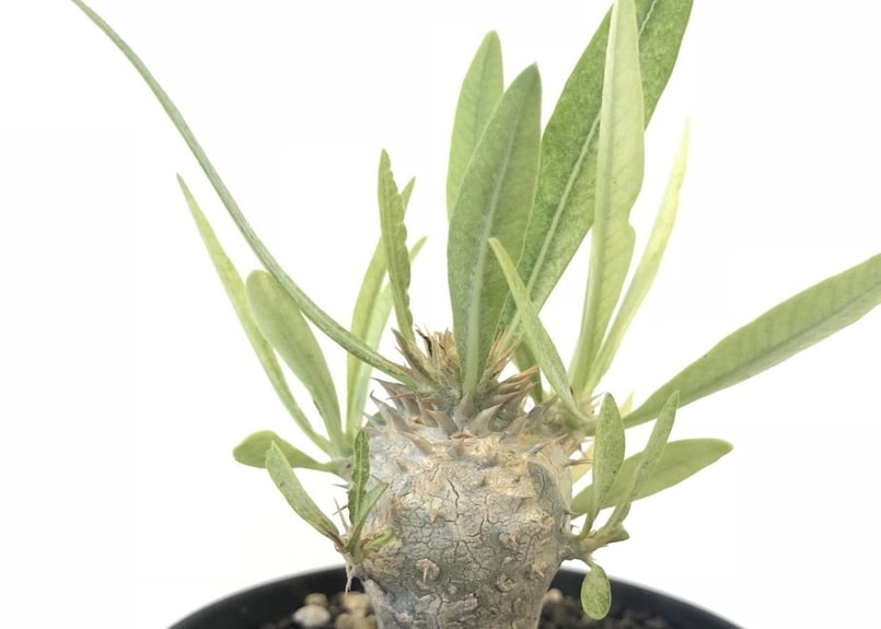 パキポディウム イノピナツム 実生 №4 | mana's green:塊根植物 パキポディウム イノピナツム 実生 №4 | mana's green:塊根植物
