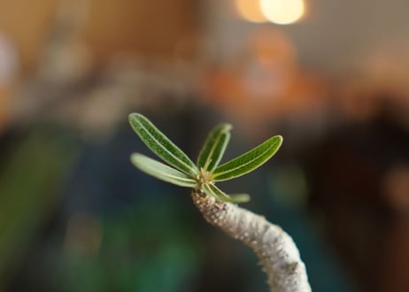 パキポディウム　グラキリス　 Pachypodium Gracilius