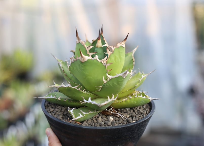 アガベ チタノタ オテロイ | mana's farm:塊根植物・アガベ