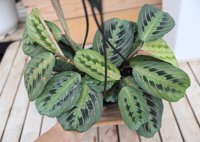 マランタ ご注文分 【公式通販】