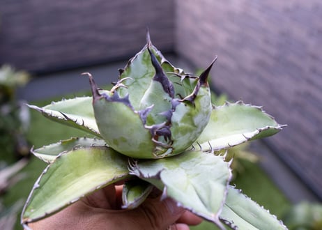 Agave B&B C NO.2