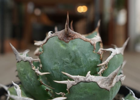 agave titanota　FO76　強棘type
