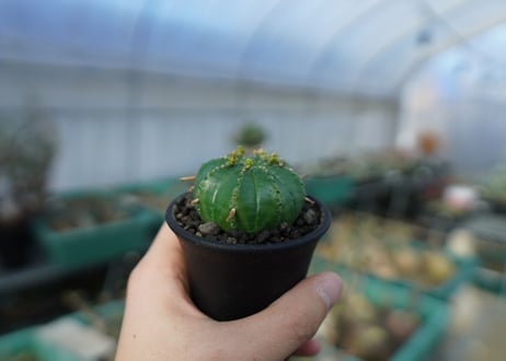 ユーフォルビア　メロフォルミス　Euphorbia meloformis　E5