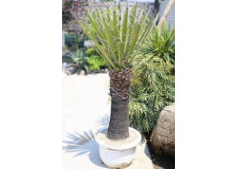 ユッカ カルネロサーナ | mana's farm:塊根植物・アガベ・ドライ