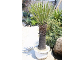 ユッカ カルネロサーナ | mana's farm:塊根植物・アガベ・ドライ