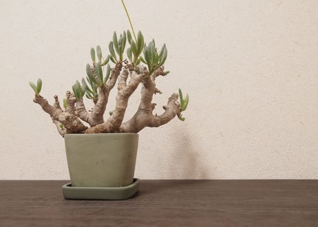 オトンナ クラビフォリア Othonna clavifolia 大株