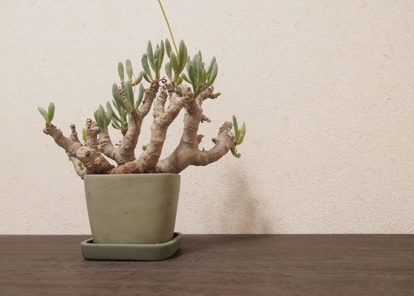 オトンナ クラビフォリア Othonna clavifolia 大株 | mana's far