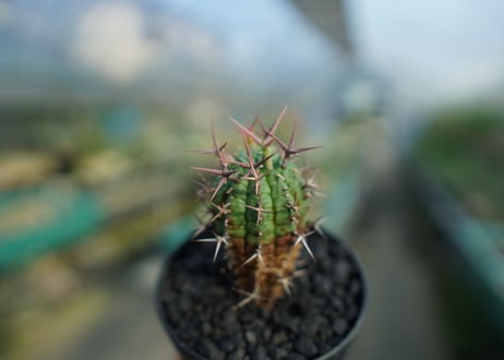 ユーフォルビア　群星冠　Euphorbia stellispina  No.1