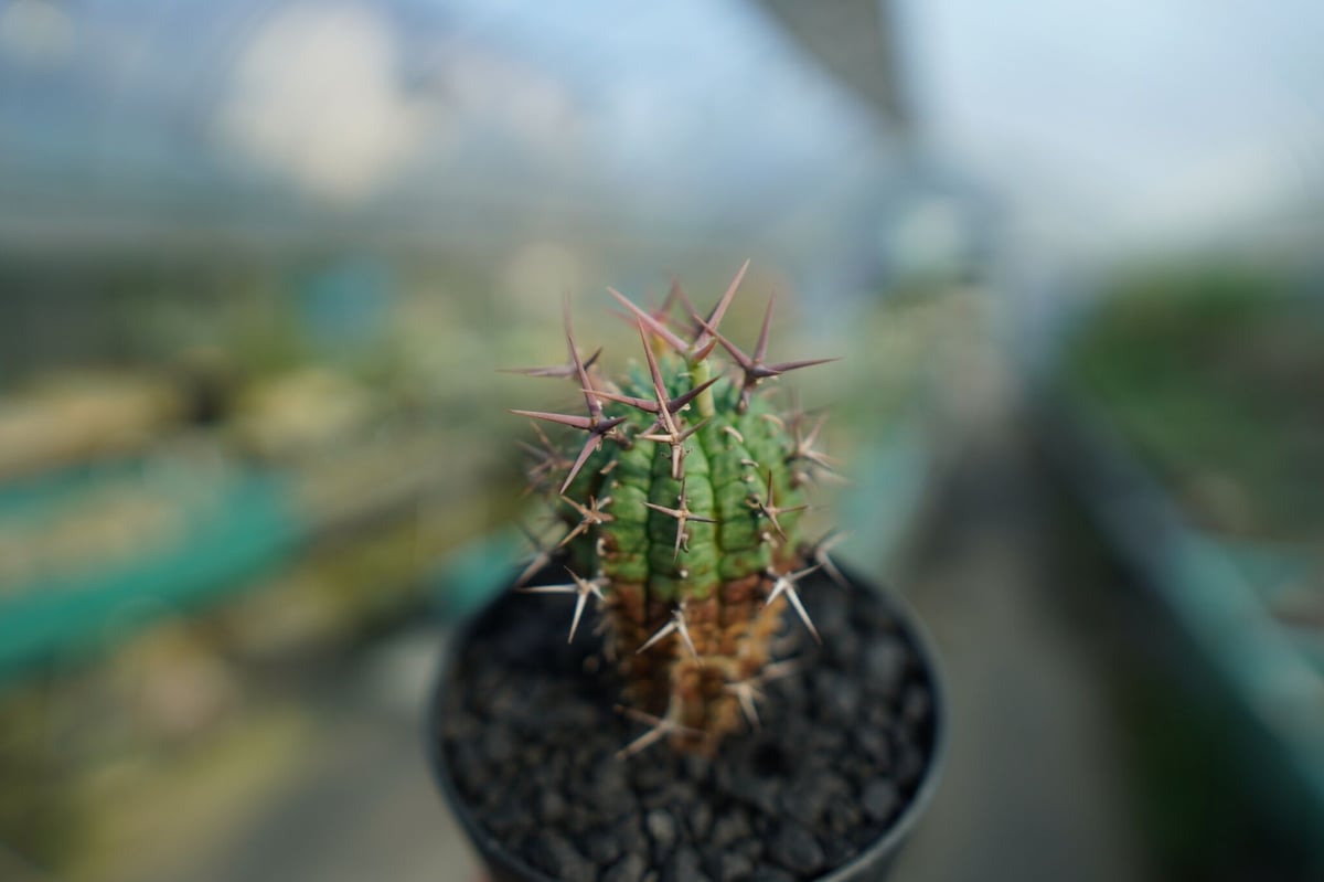 ユーフォルビア 群星冠 Euphorbia stellispina No.1 | mana' ユーフォルビア 群星冠 Euphorbia stellispina No.1 | mana'