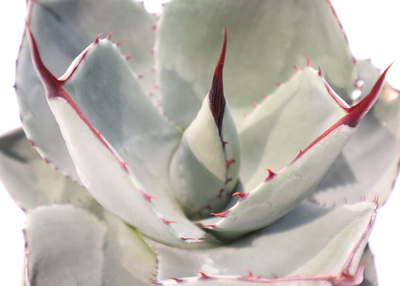 アガベ パリー トランカータ Agave parryi truncata huntington