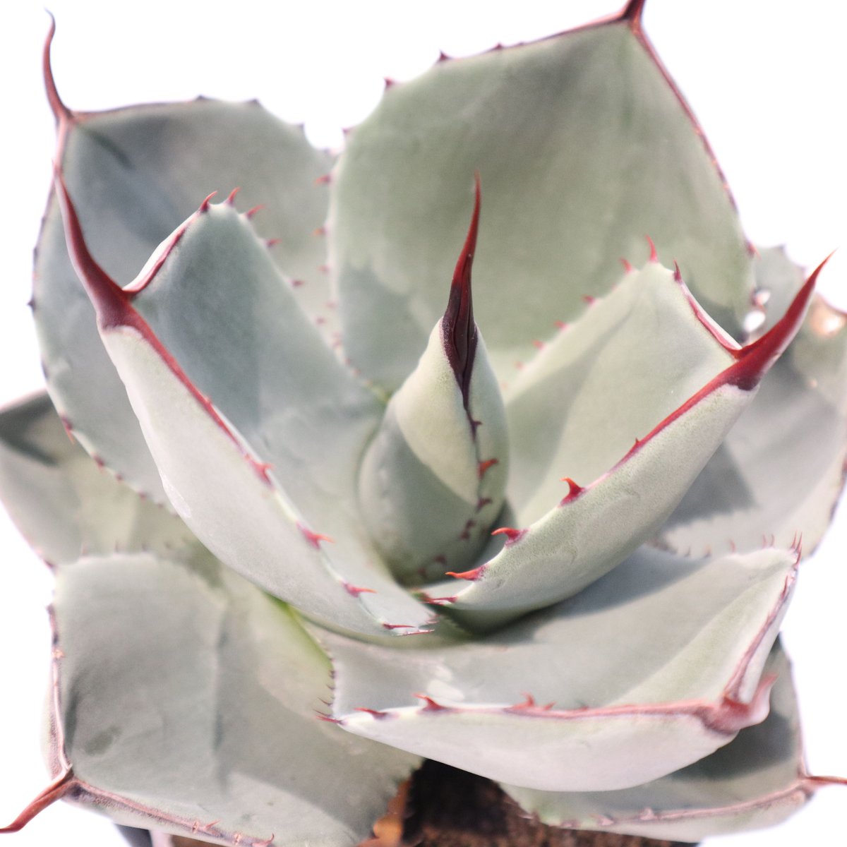 アガベ パリー トランカータ Agave parryi truncata huntington