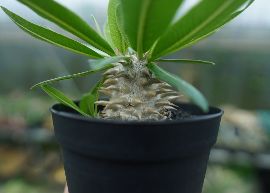 6439e876fddd80002abeae42