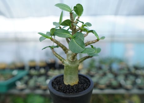 アデニウム　Adenium　No.16