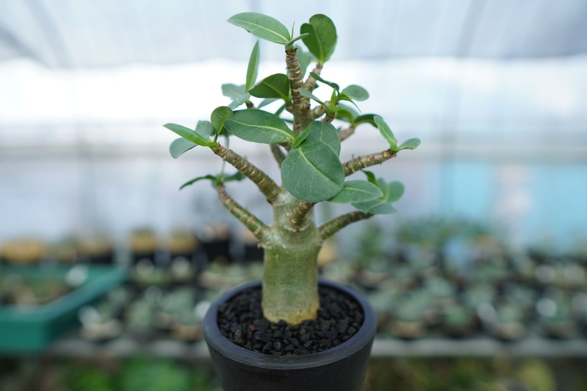 アデニウム 塊根植物 現品限り】アデニウム・アラビカム【Z16】 Adenium arabicum【植物