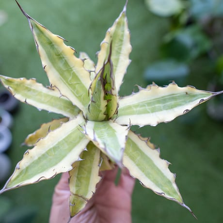 キシロナカンサ | STORES