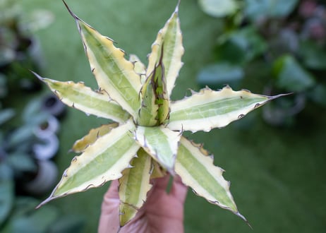 Agave xylonacantha “Frostbite”  NO.2