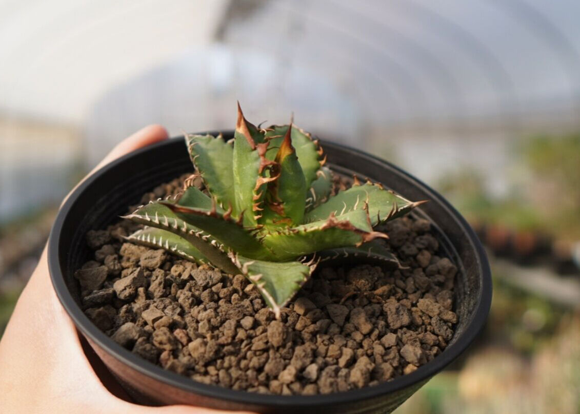 斑入り 親株 レッドキャットウィーズル 中斑 アガベ チタノタ