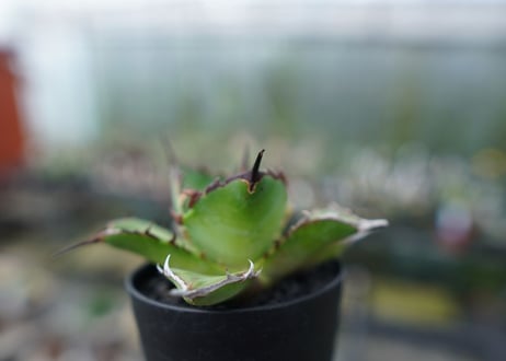 アガベ　チタノタ　ハデス　Agave titanota Hades　No.1