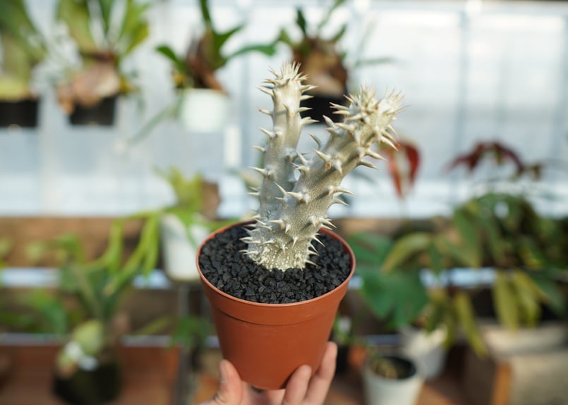 塊根植物　デンシフローラム2頭　鉢つき 塊根植物 デンシフローラム2頭 鉢つき パキポディウム デンシ