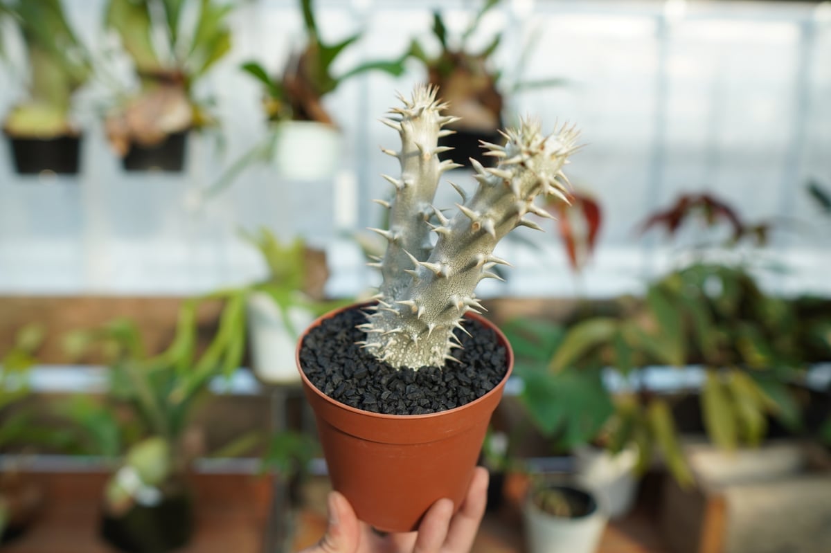 パキポディウム　デンシフローラム　塊根植物 fit=scale-down,w=1200