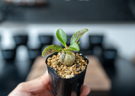 パキポディウム　ウィンゾリー　Pachypodium baronii var. windsorii　沖縄実生