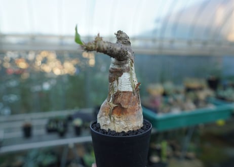 パキポディウム マカイエンセ　Pachypodium makayense　No.3
