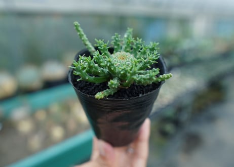 ユーフォルビア　ゴルゴニス　Euphorbia gorgonis  No.1