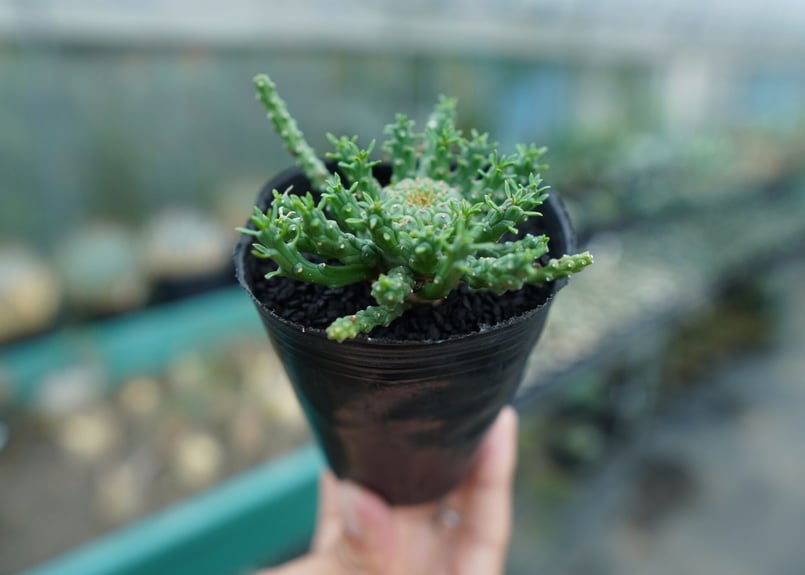 ユーフォルビア ゴルゴニス Euphorbia gorgonis No.1 | mana's