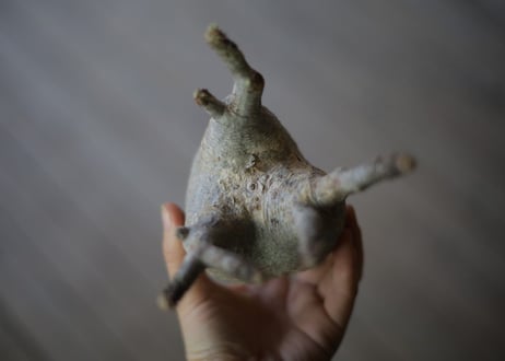 グラキリス　抜き苗《 1 》
