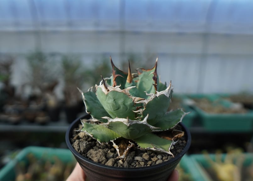 アガベ・塊根♪ アガベ、塊根