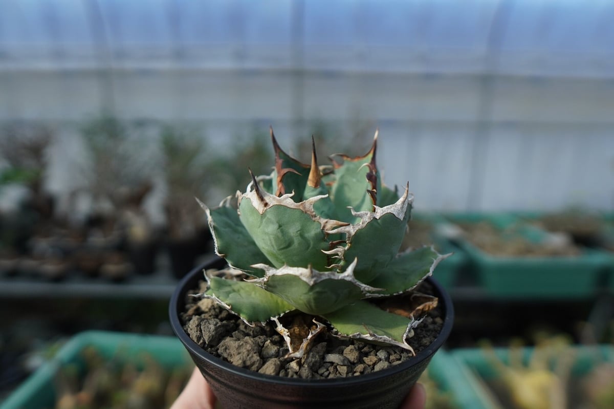 アガベ チタノタ コードR 親株 アガベチタノタコードR 親株