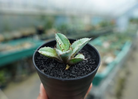 アガベ　チタノタ　 ブラックアンドブルー 　Agave titanota black and blue　No.2