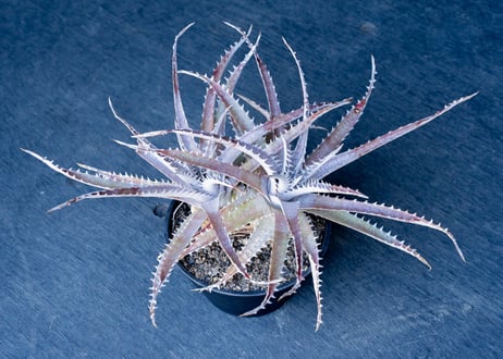 CATEGORY ディッキア | mana's farm:塊根植物・アガベ・ドライガーデン