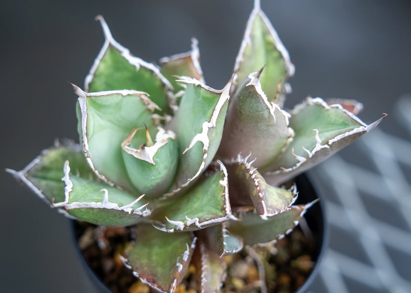 アガベ チタノタ FO-76 Agave titanota ”FO-76