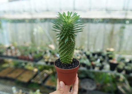 ユーフォルビア　ソテツキリン "パイナップルコーン"　Euphorbia sotetsukirin  No.10