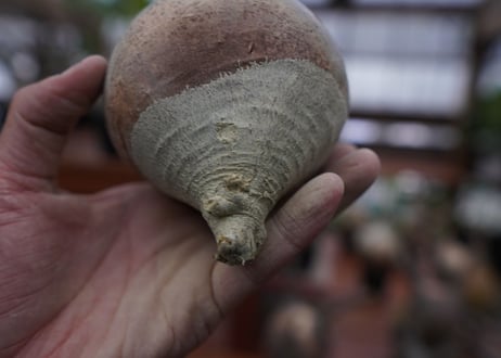 パキポディウム　グラキリス　Pachypodium gracilius　抜き苗　№172