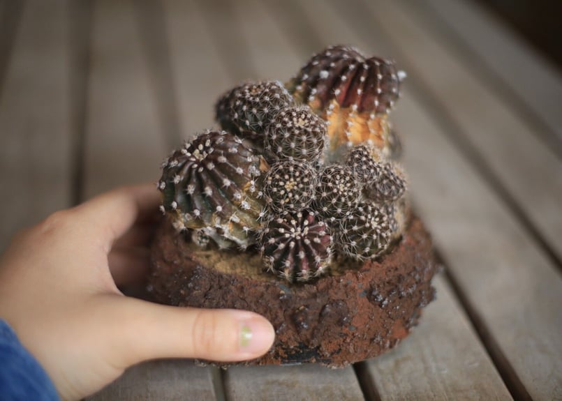 ※最終SALE※超希少！マリアンネフオタリ　サボテンの花　陶器置物アラビア PLANCHU サボテン ヒボタン 陶器鉢植え 受け皿付き 育て方説明書付き