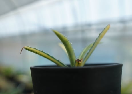 アガベ　マクロアカンサ錦　Agave macroacantha variegata NO.2