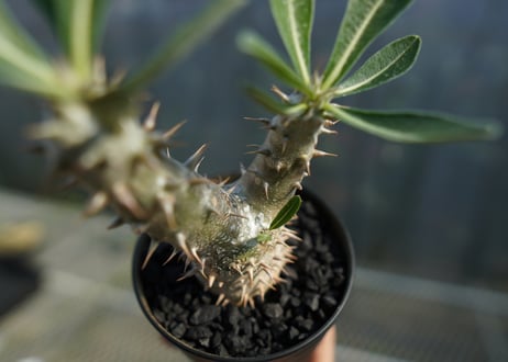パキポディウム　伊藤ハイブリッド　Pachypodium 'Itoh Hybrid'  No.3