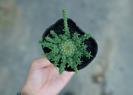 ユーフォルビア　ゴルゴニス　Euphorbia gorgonis  No.1