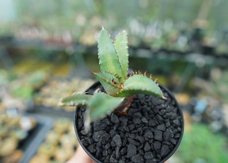 アガベ　チタノタ　FO-76　Agave titanota  FO-76　No.2